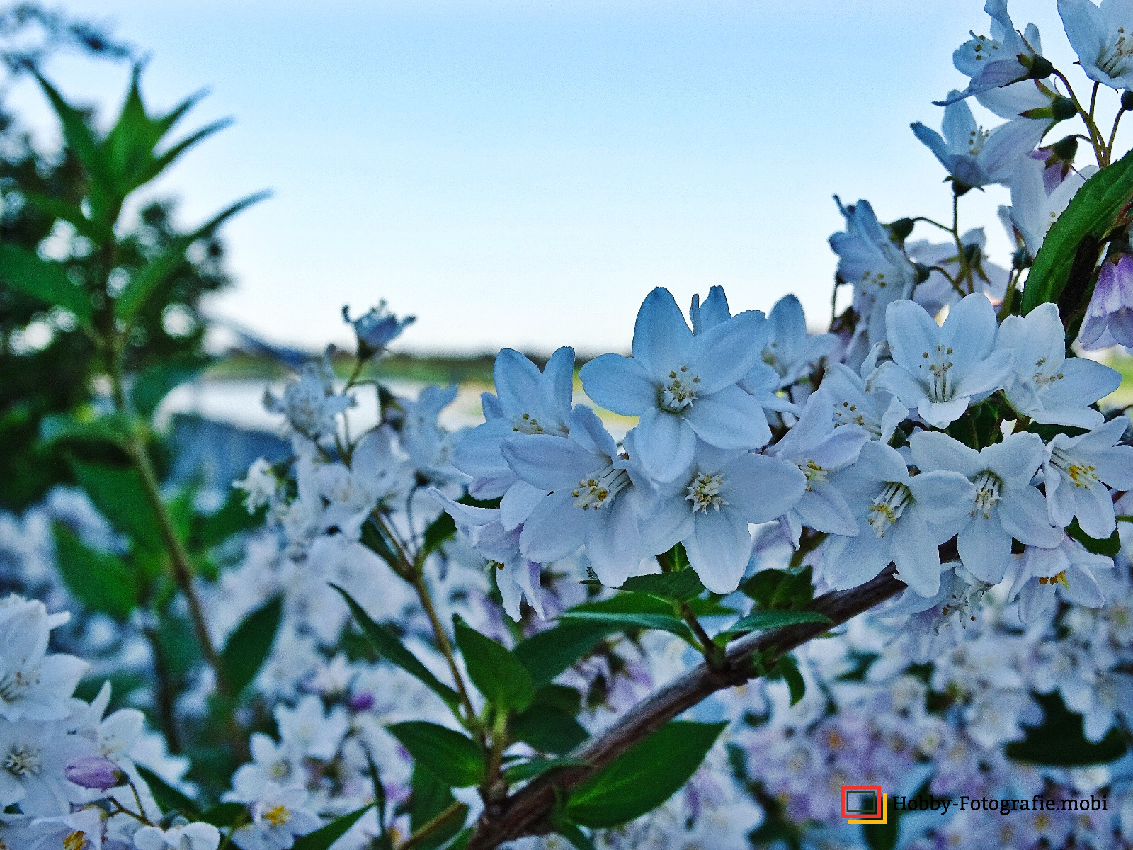 Die schöne Blumenwelt