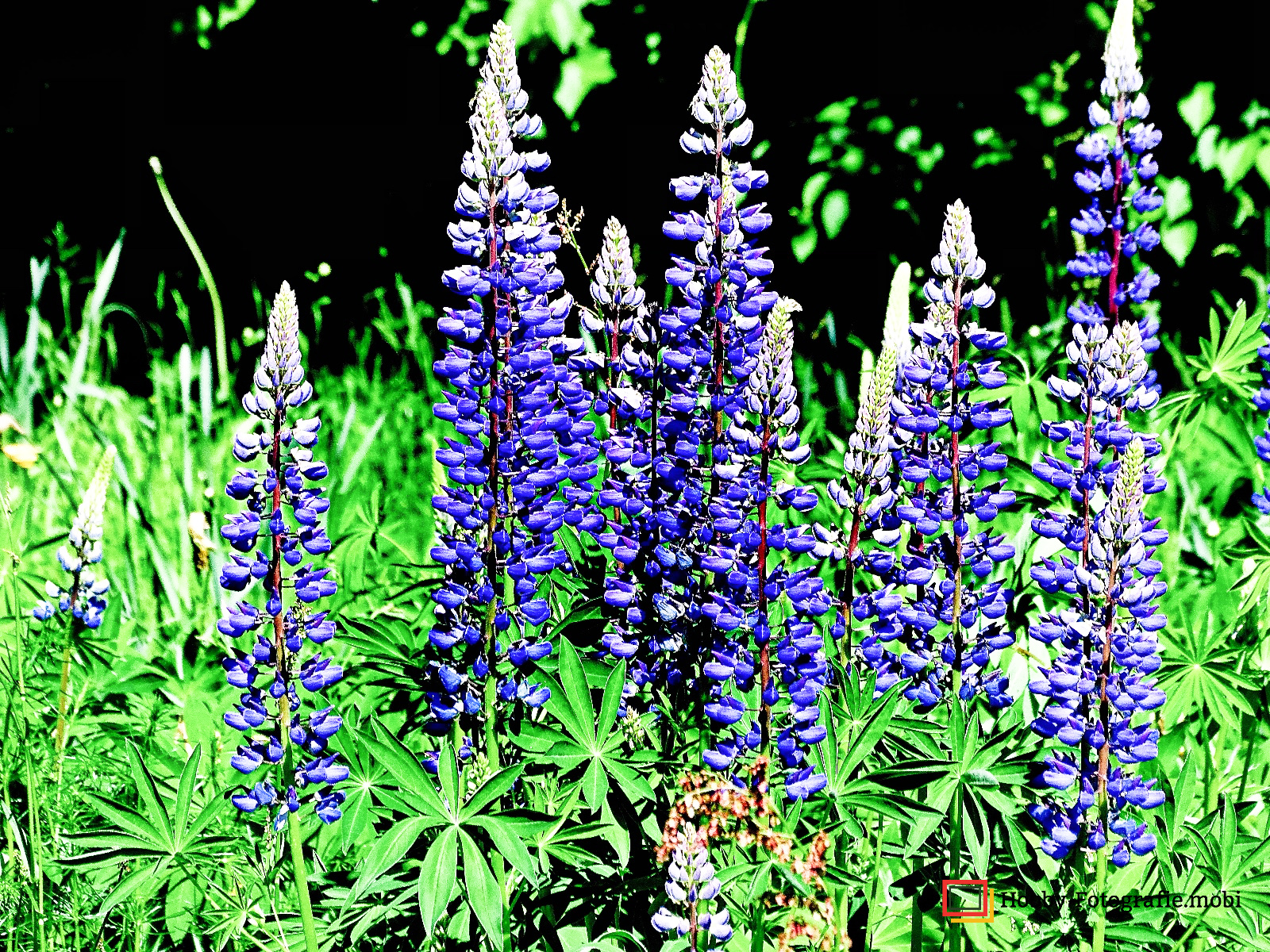 Die schöne Blumenwelt