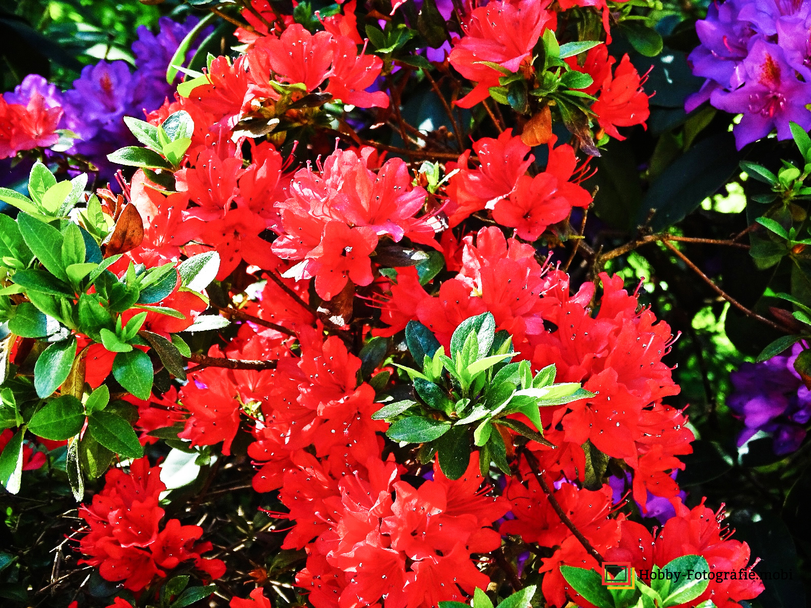 Die schöne Blumenwelt