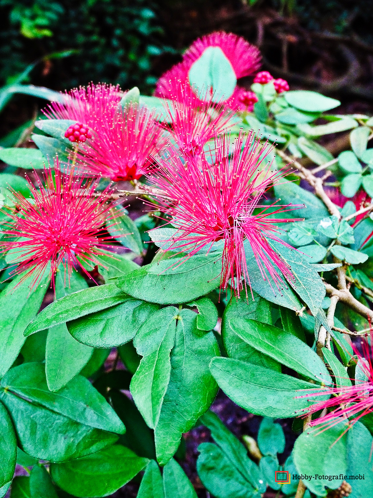 Die schöne Blumenwelt