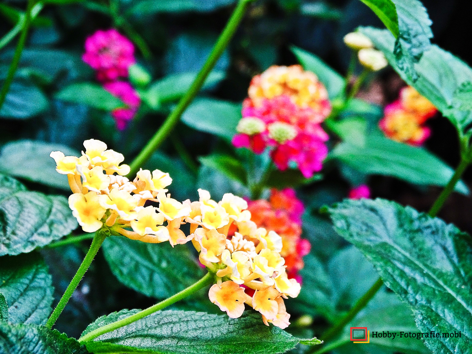 Die schöne Blumenwelt