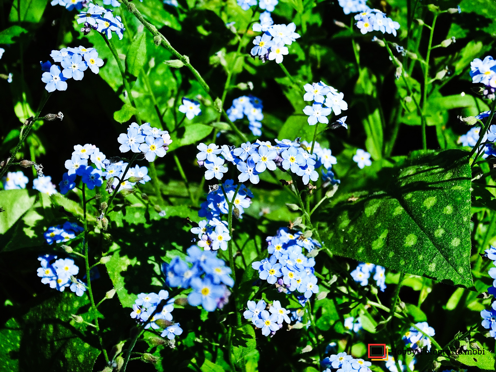 Die schöne Blumenwelt