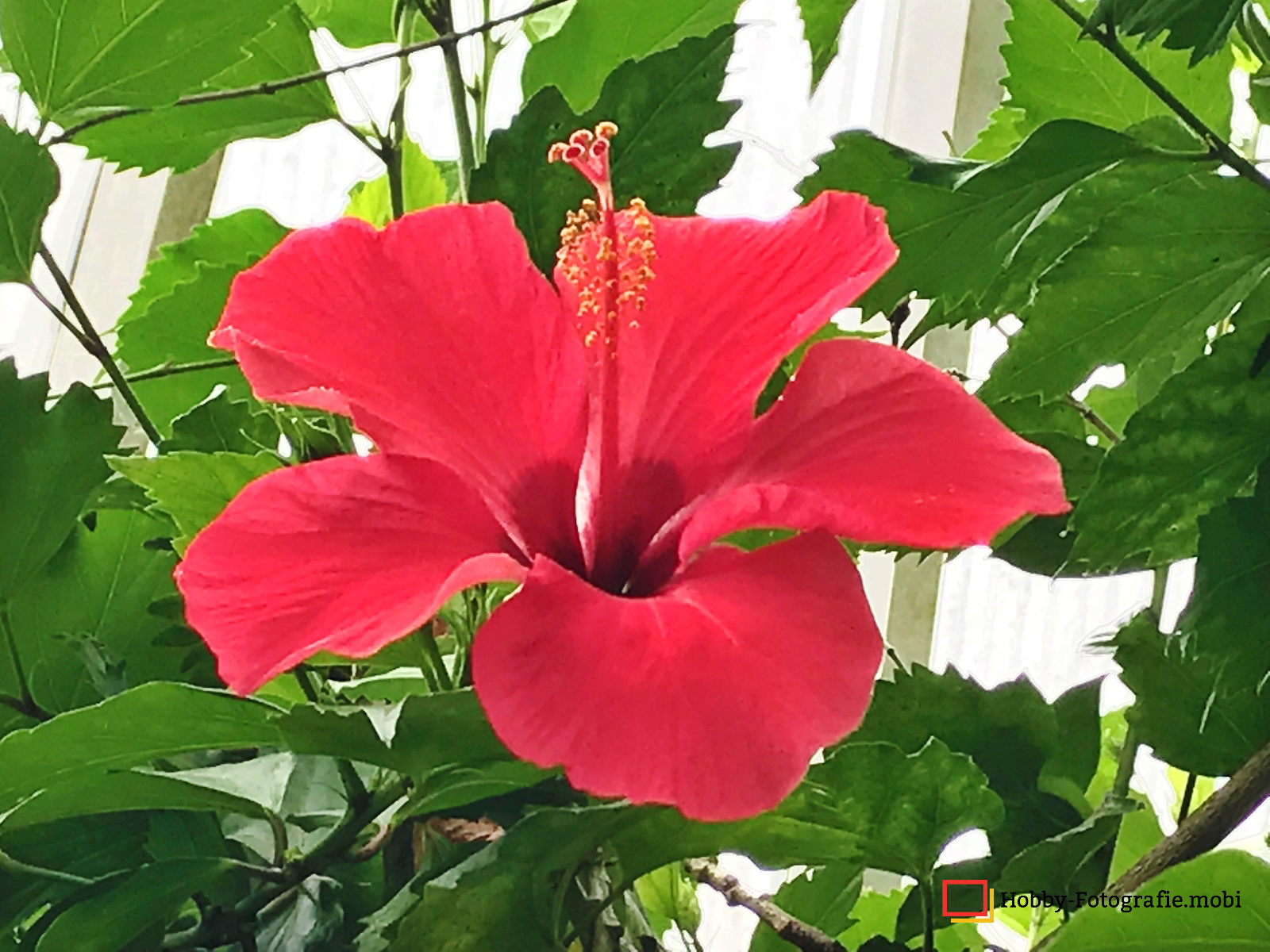 Die schöne Blumenwelt