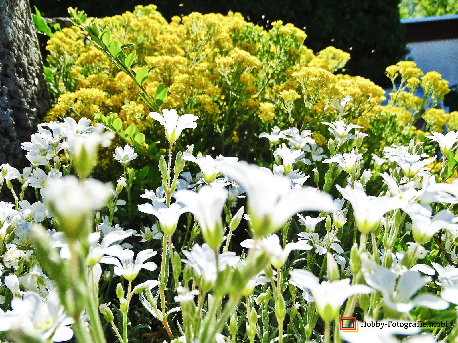 Die schöne Blumenwelt