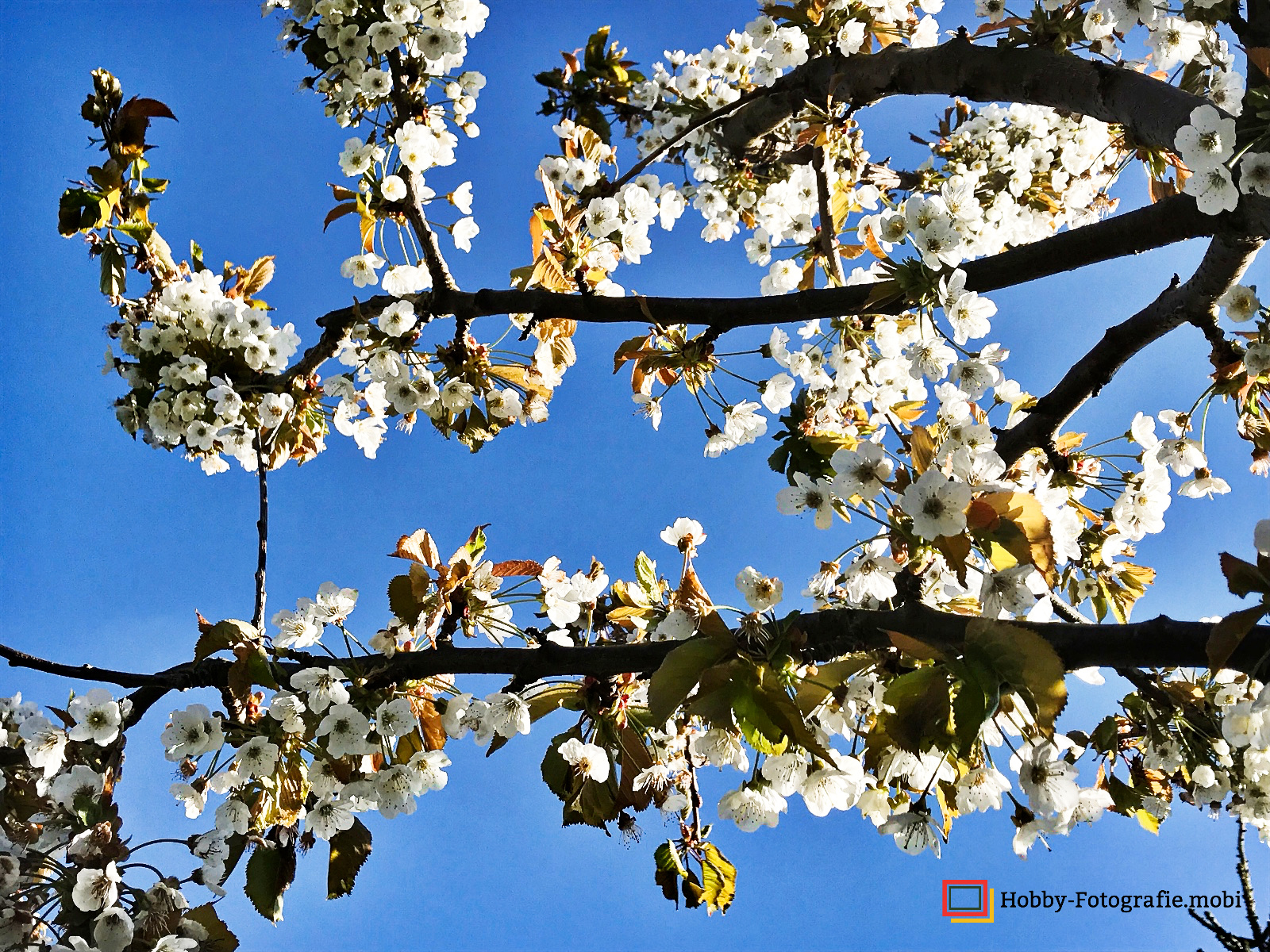 Die schöne Blumenwelt