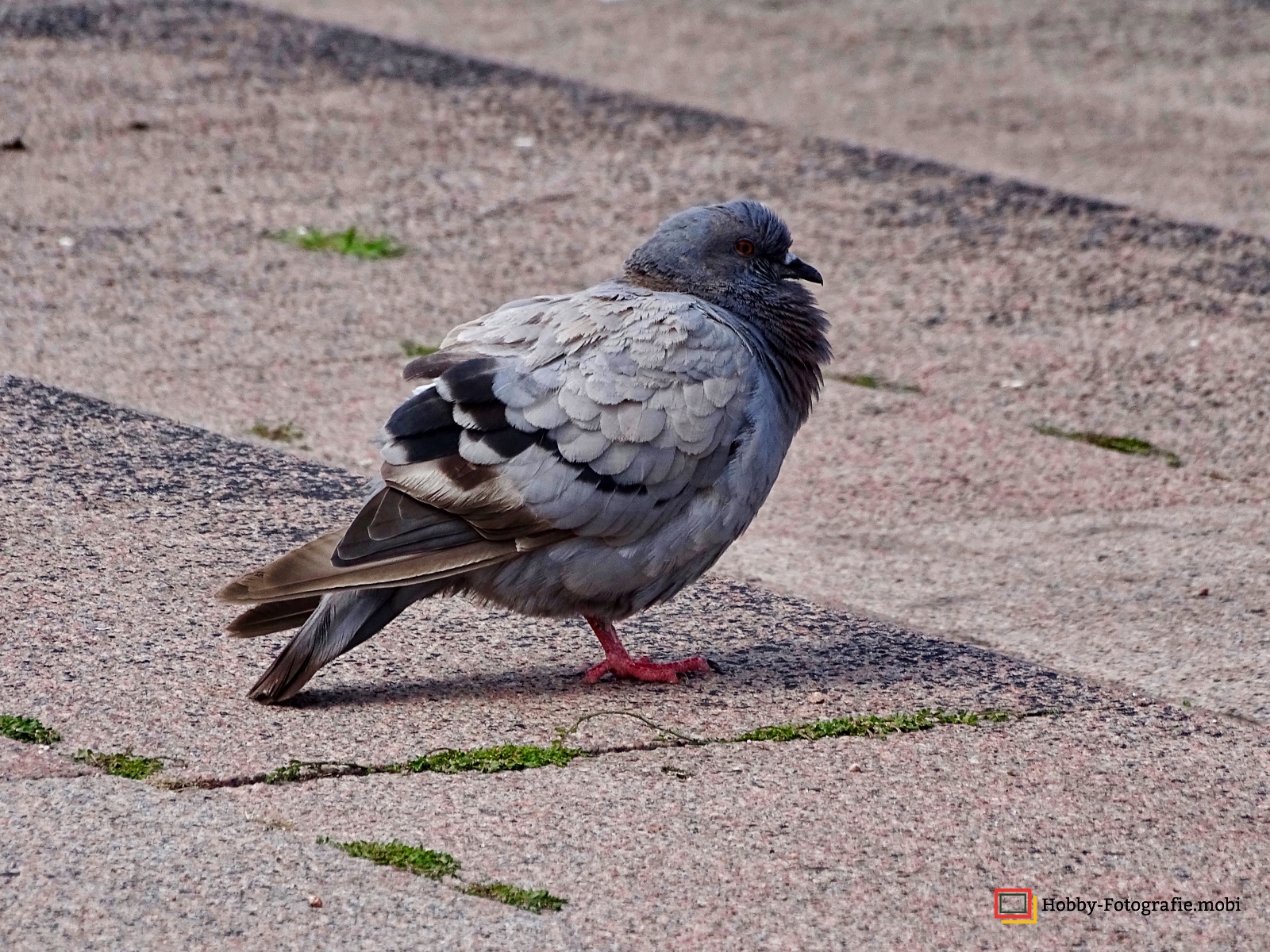Das Schweriner Schloss