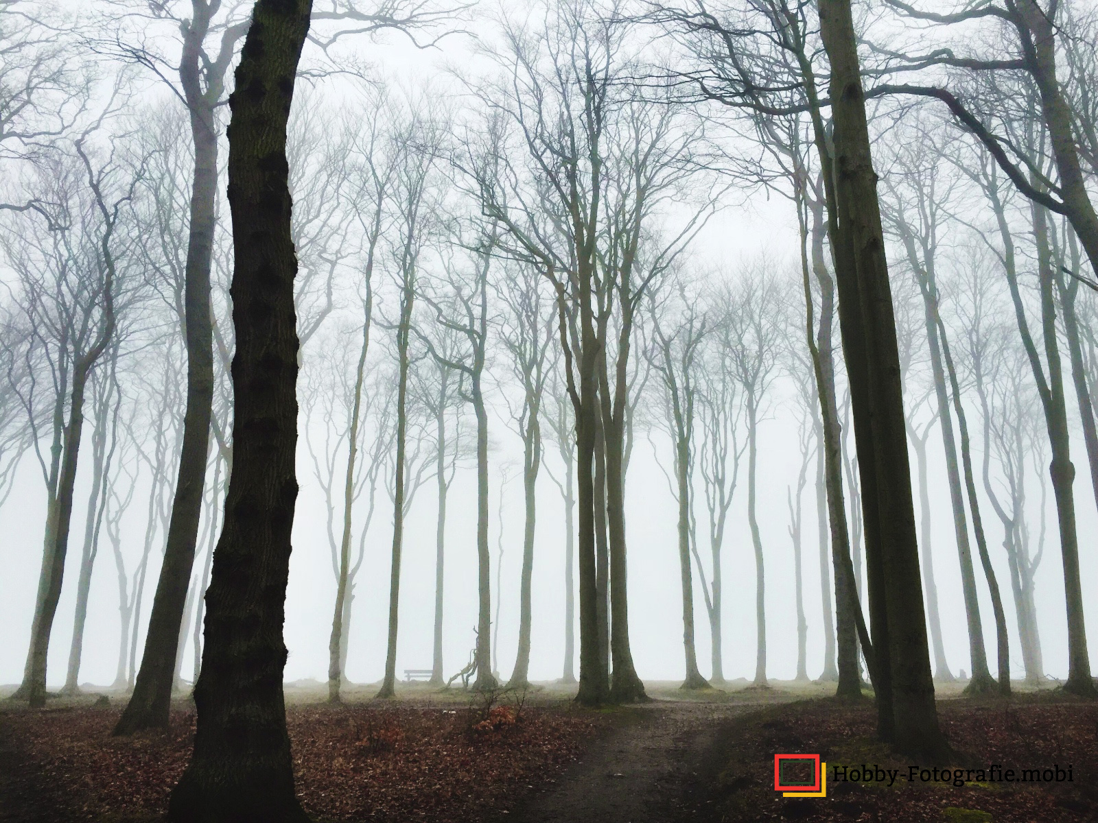 Gespernsterwald  Nienhagen