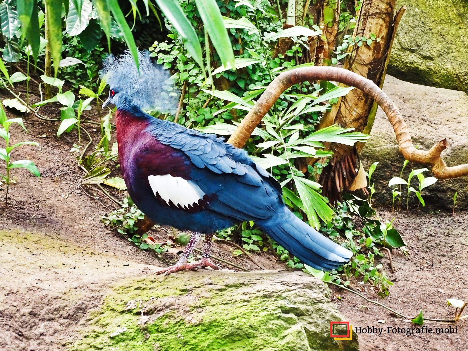 Vogelpark Marlow