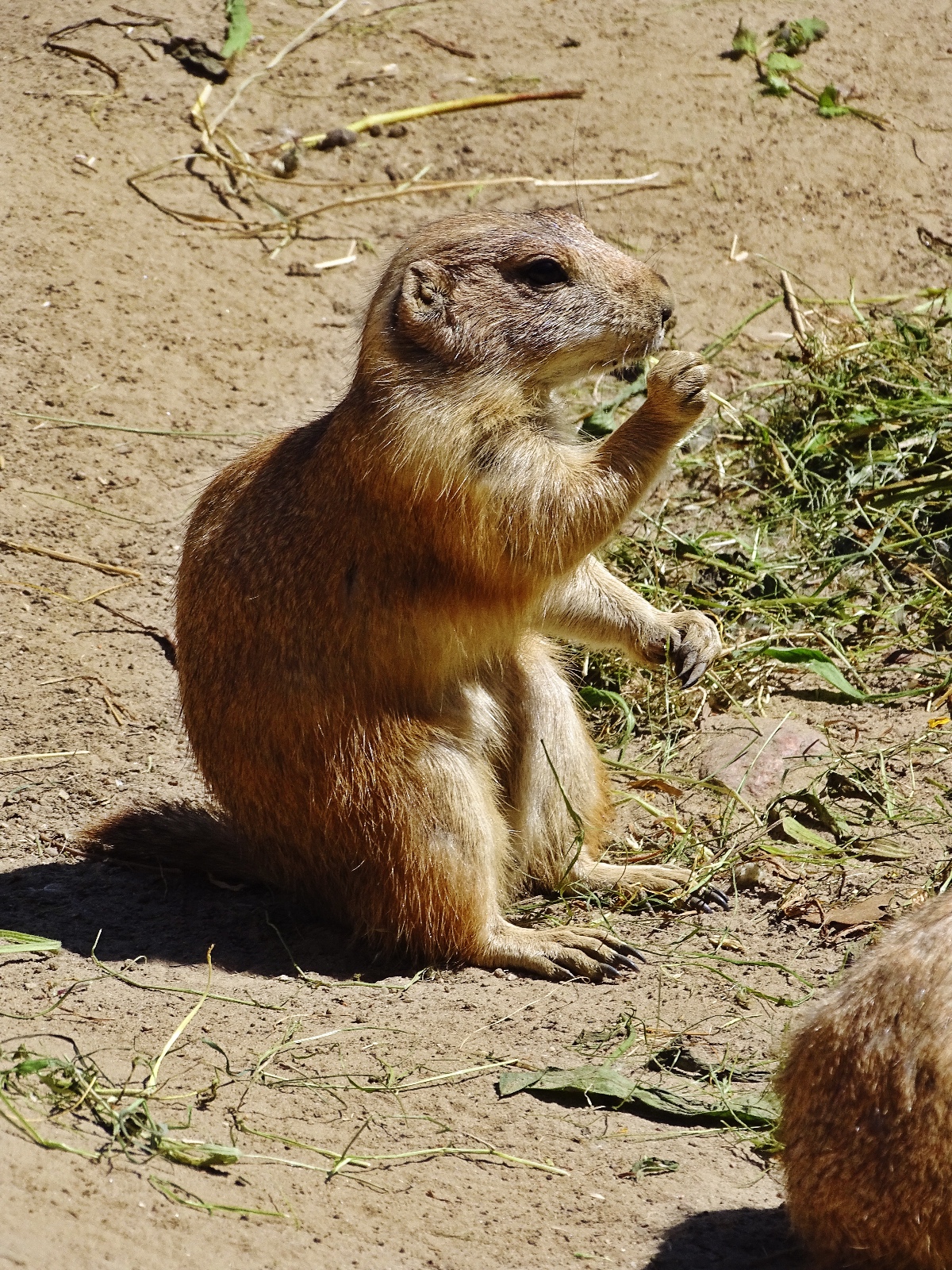 Wildpark Frankfurt (Oder)