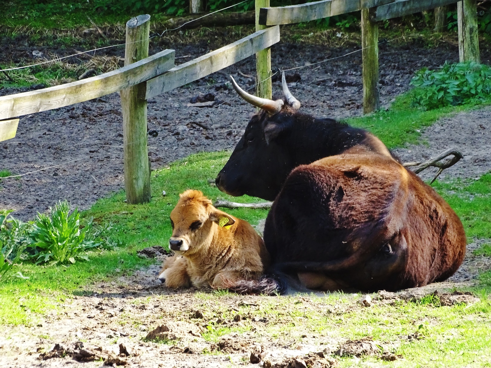 Wildpark Frankfurt (Oder)