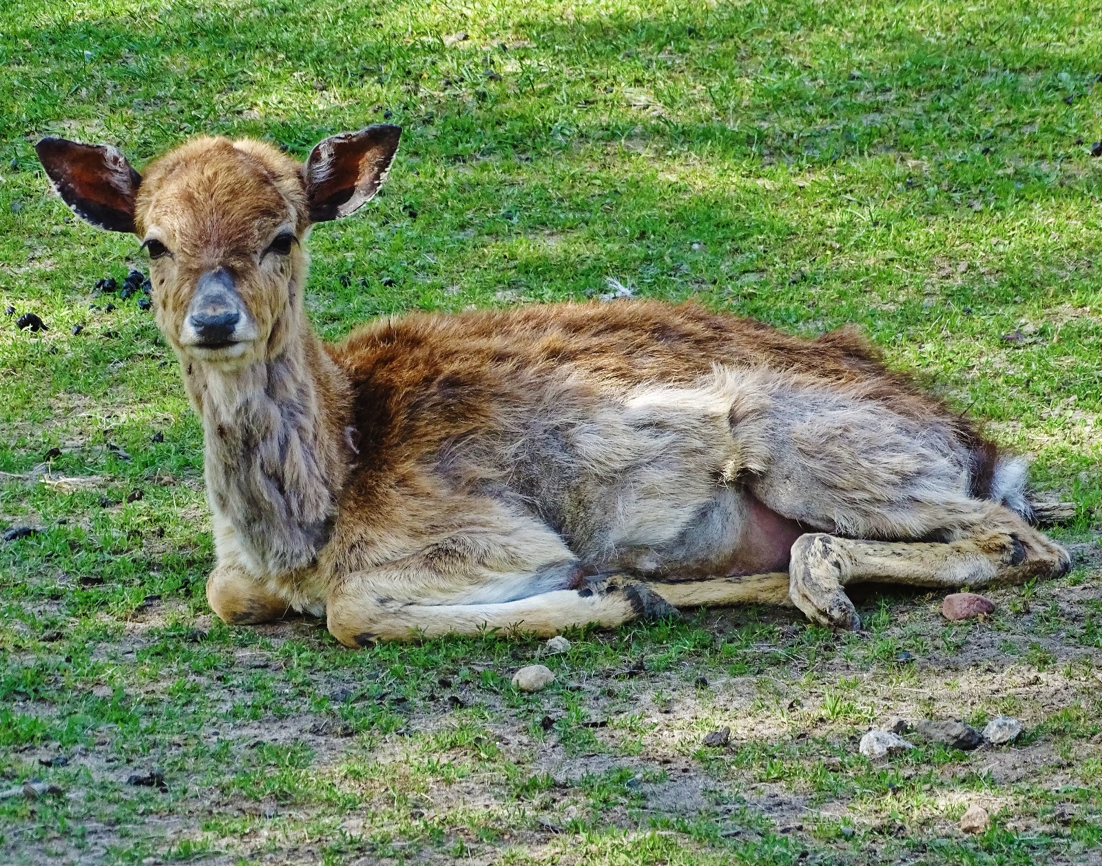 Wildpark Frankfurt (Oder)