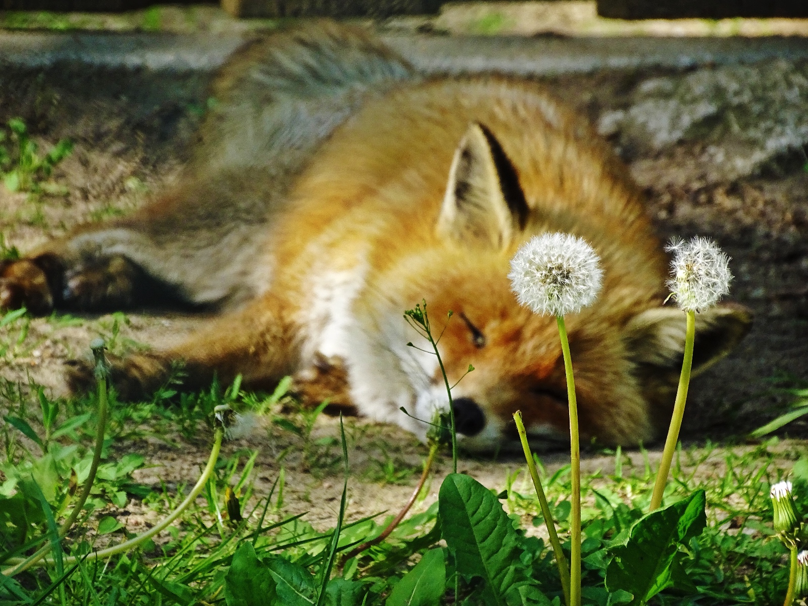 Wildpark Frankfurt (Oder)