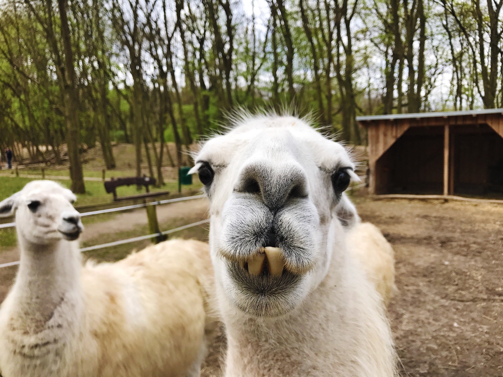 Wildpark Frankfurt (Oder)