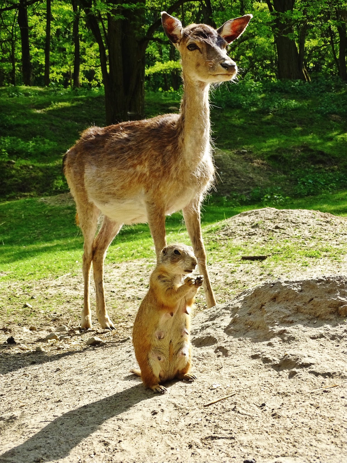 Wildpark Frankfurt (Oder)