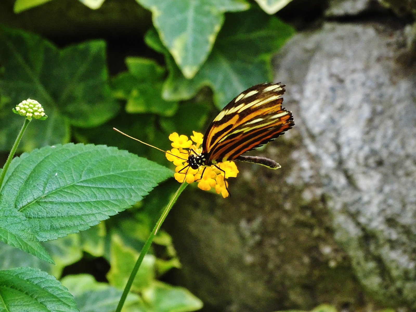 Schmetterlingspark Fehmarn
