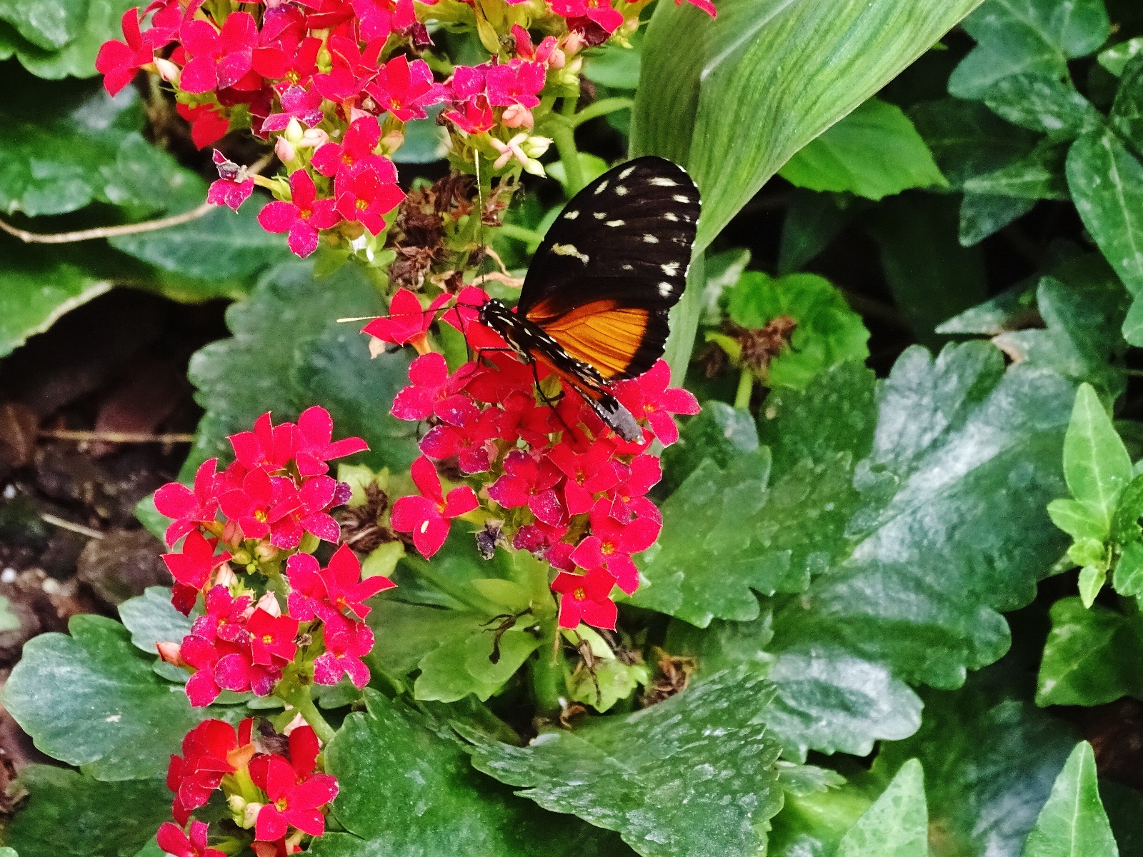 Schmetterlingspark Fehmarn