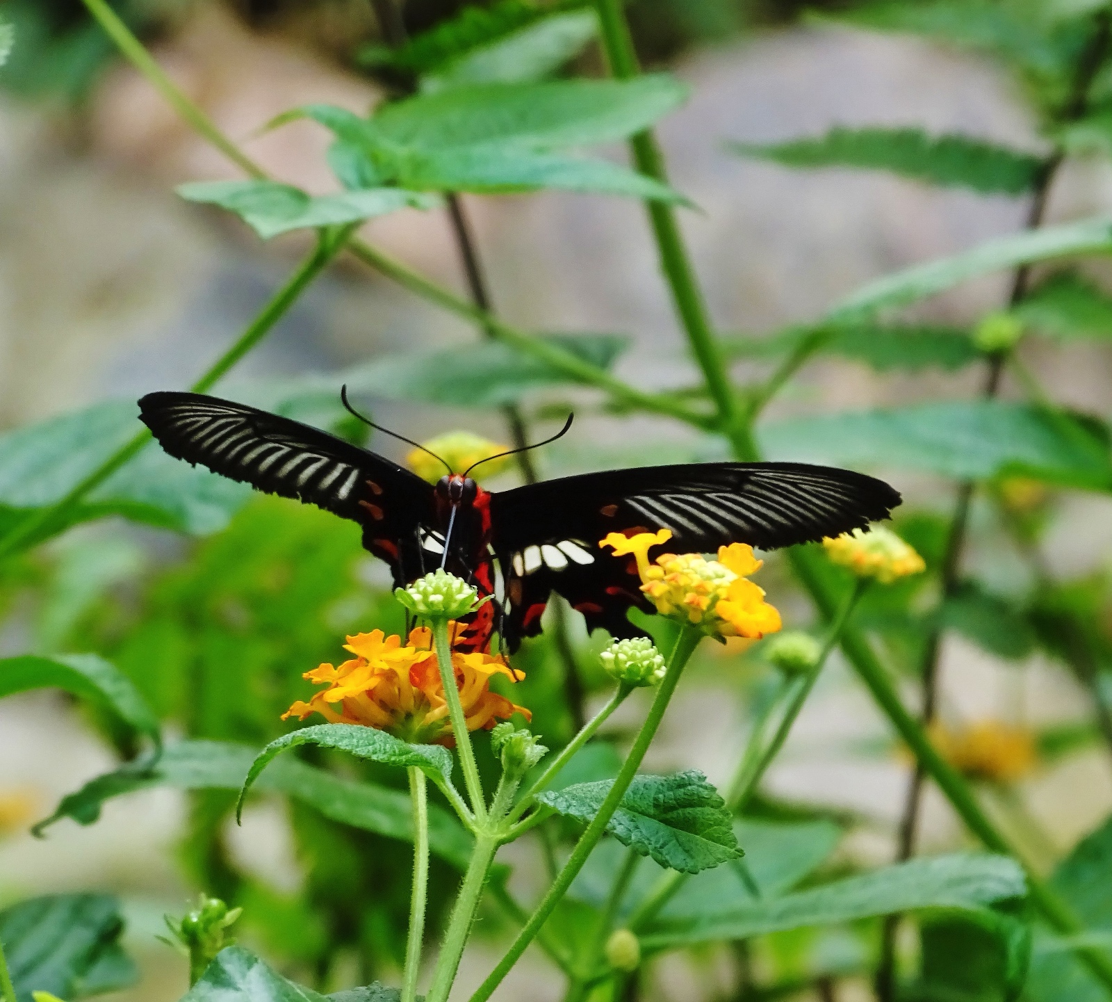 Schmetterlingspark Fehmarn