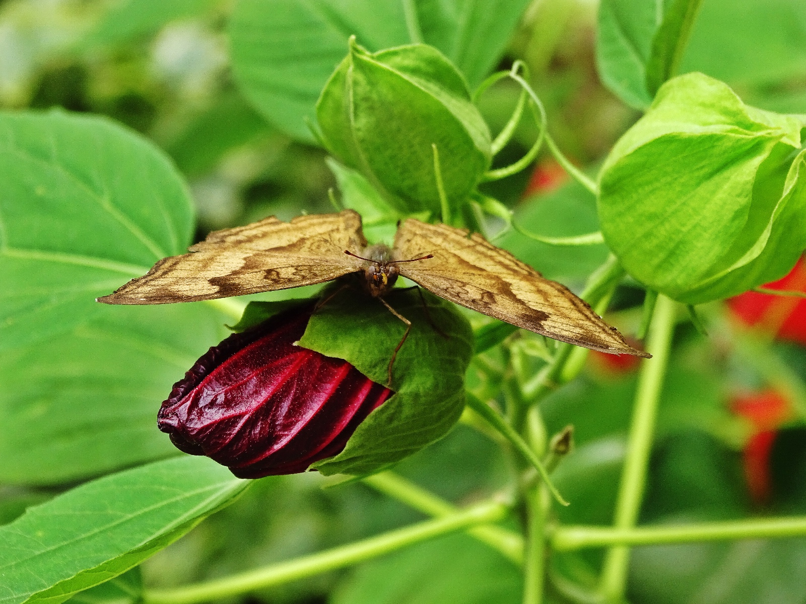 Schmetterlingspark Fehmarn