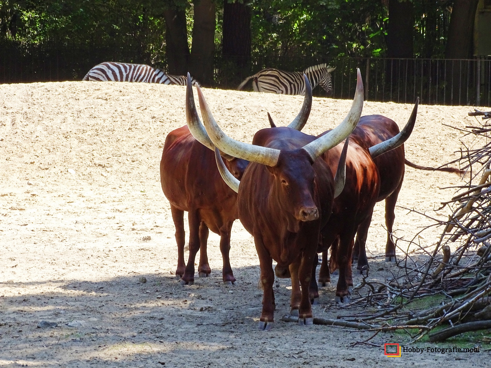Zoo Rostock