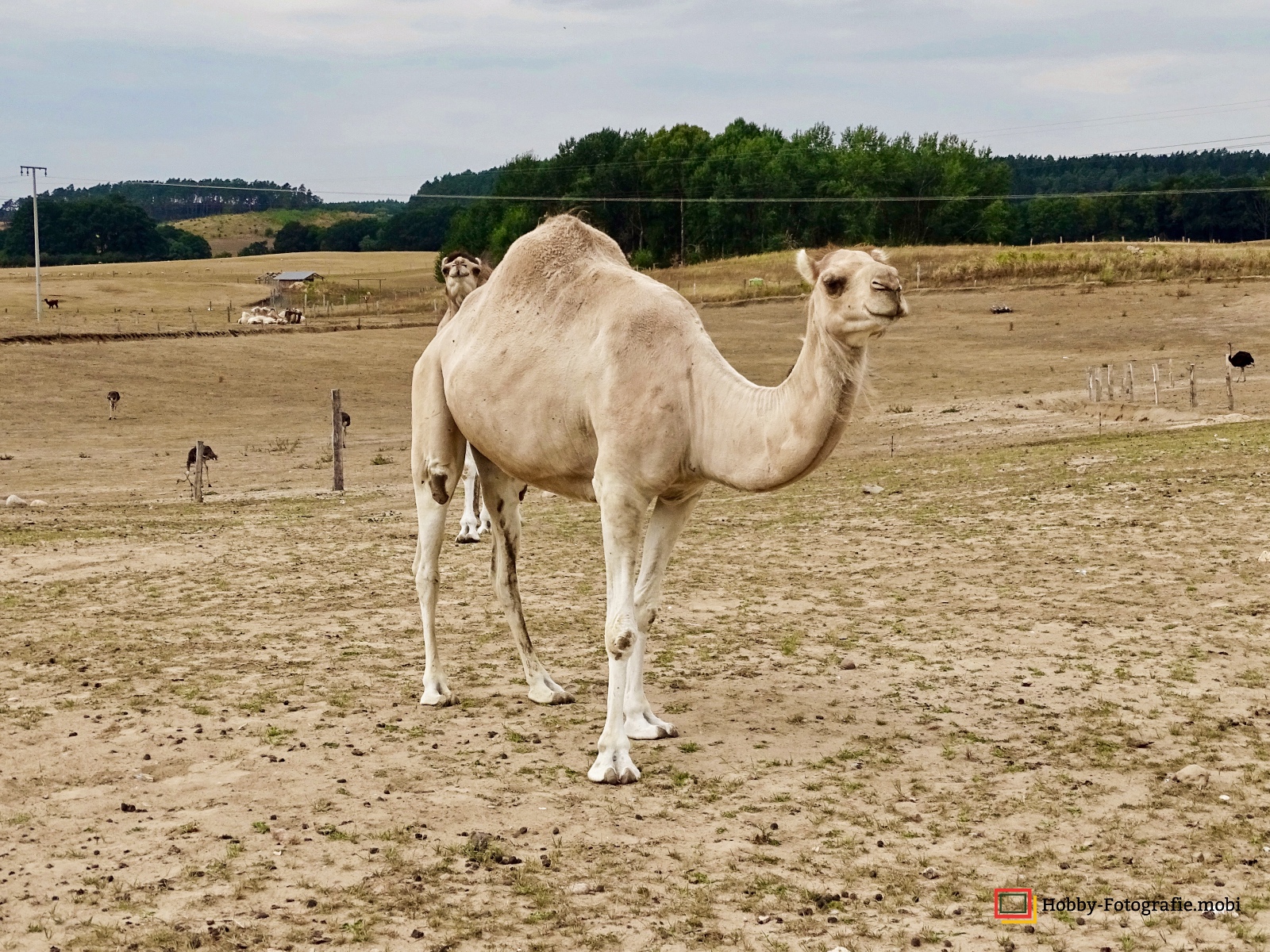 Kamelhof Sternberger Burg