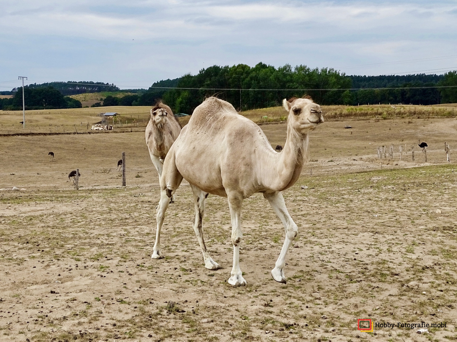 Kamelhof Sternberger Burg