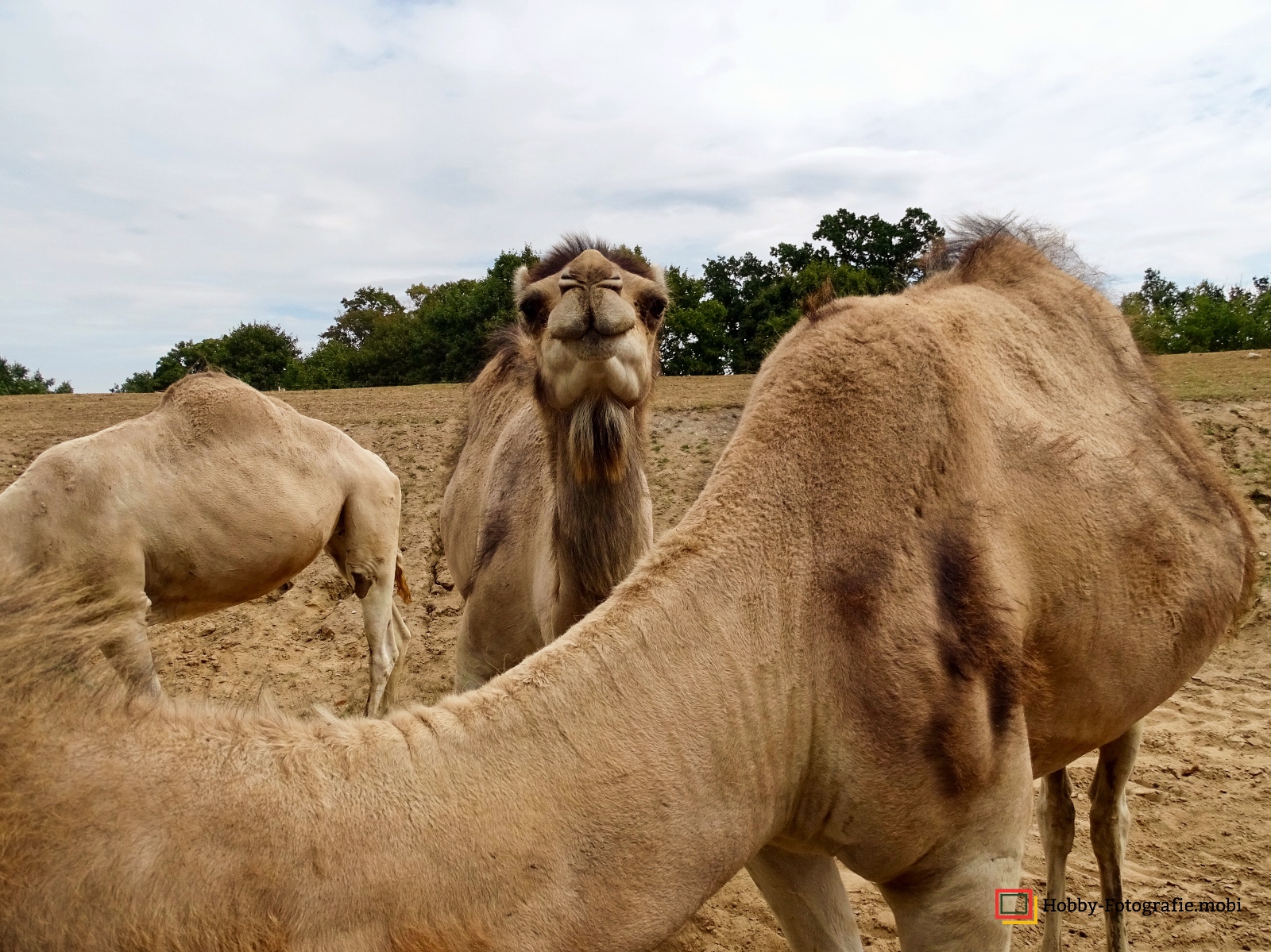 Kamelhof Sternberger Burg