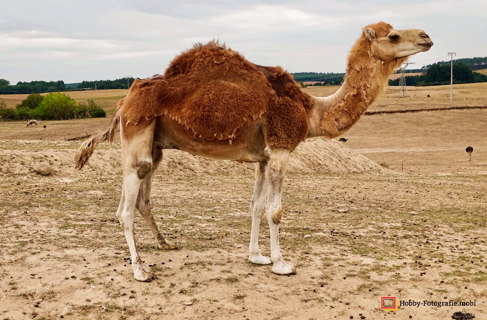 Kamelhof Sternberger Burg