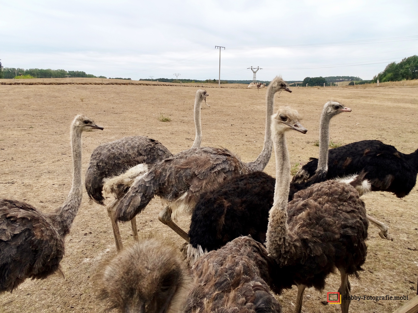 Kamelhof Sternberger Burg