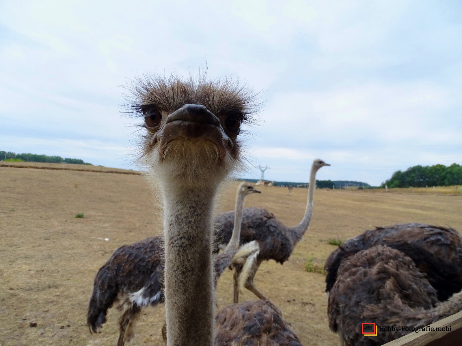Kamelhof Sternberger Burg
