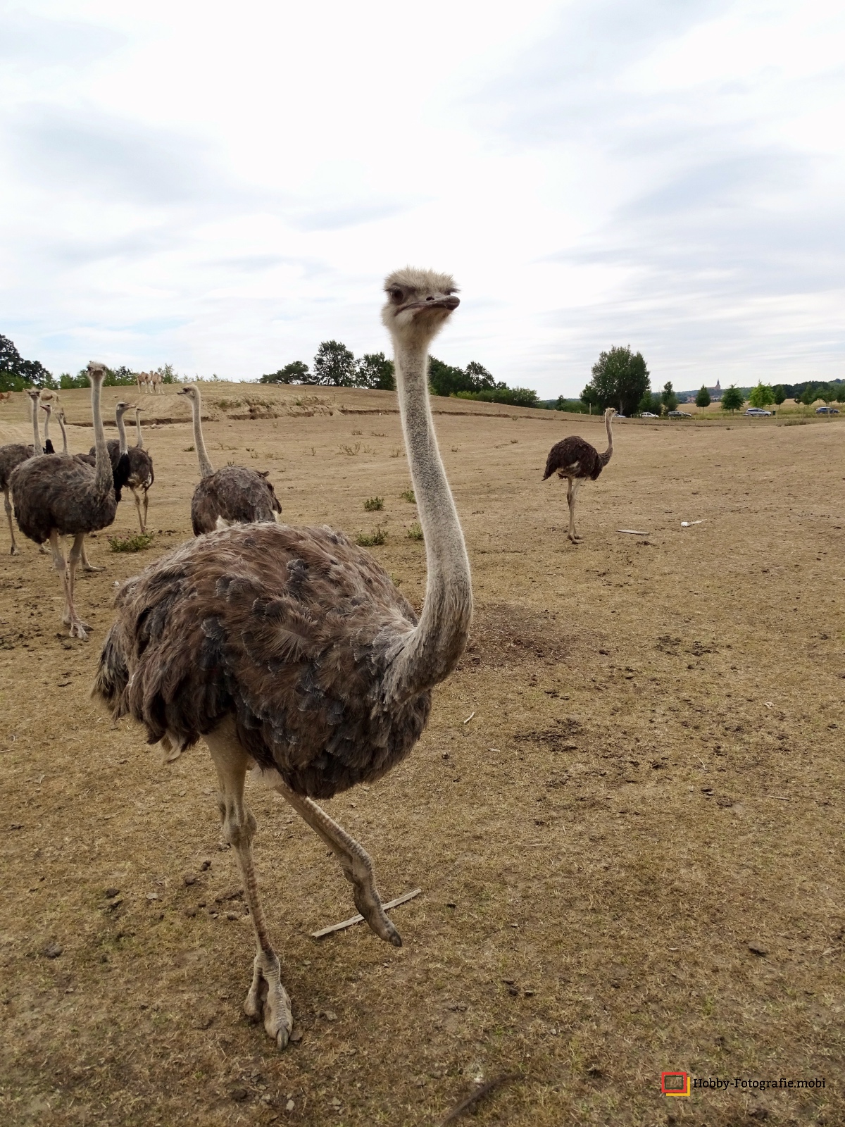 Kamelhof Sternberger Burg