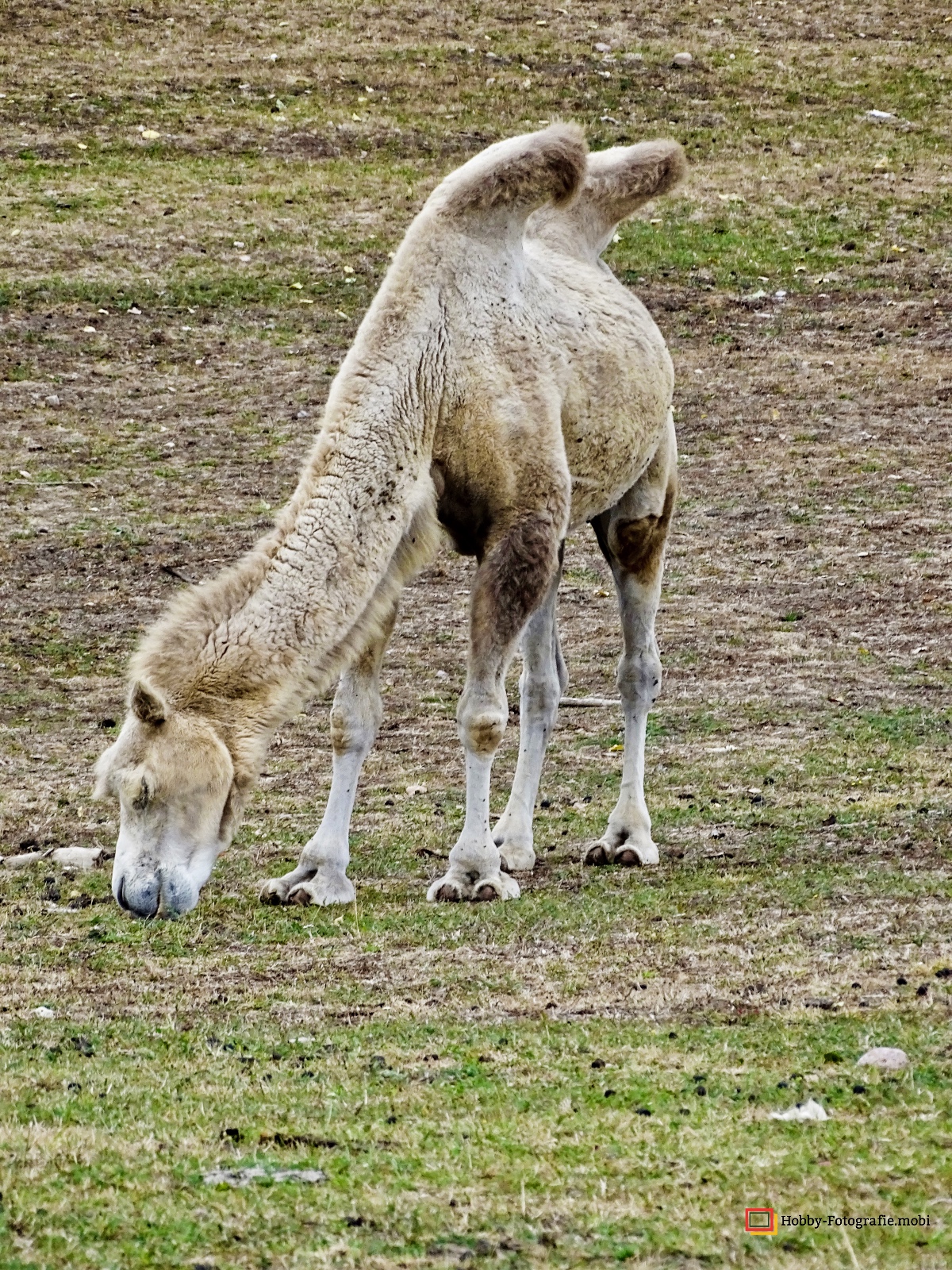 Kamelhof Sternberger Burg