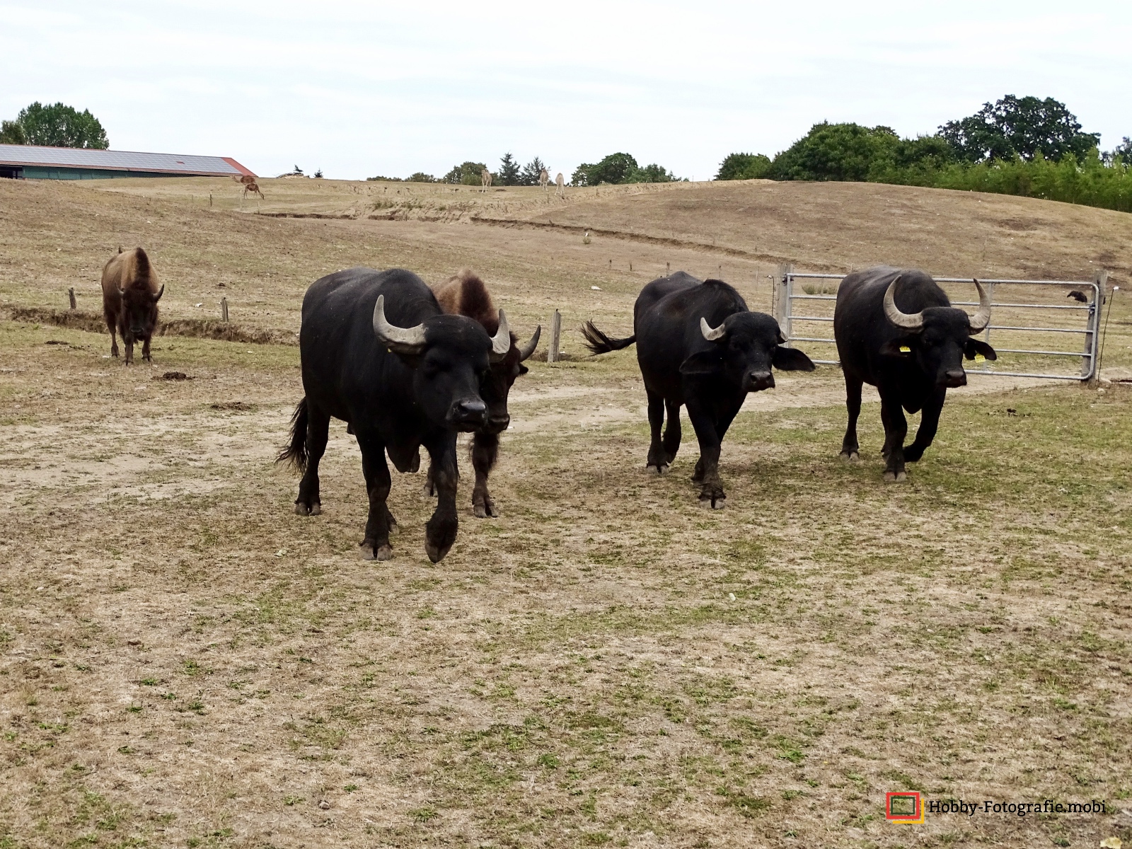 Kamelhof Sternberger Burg