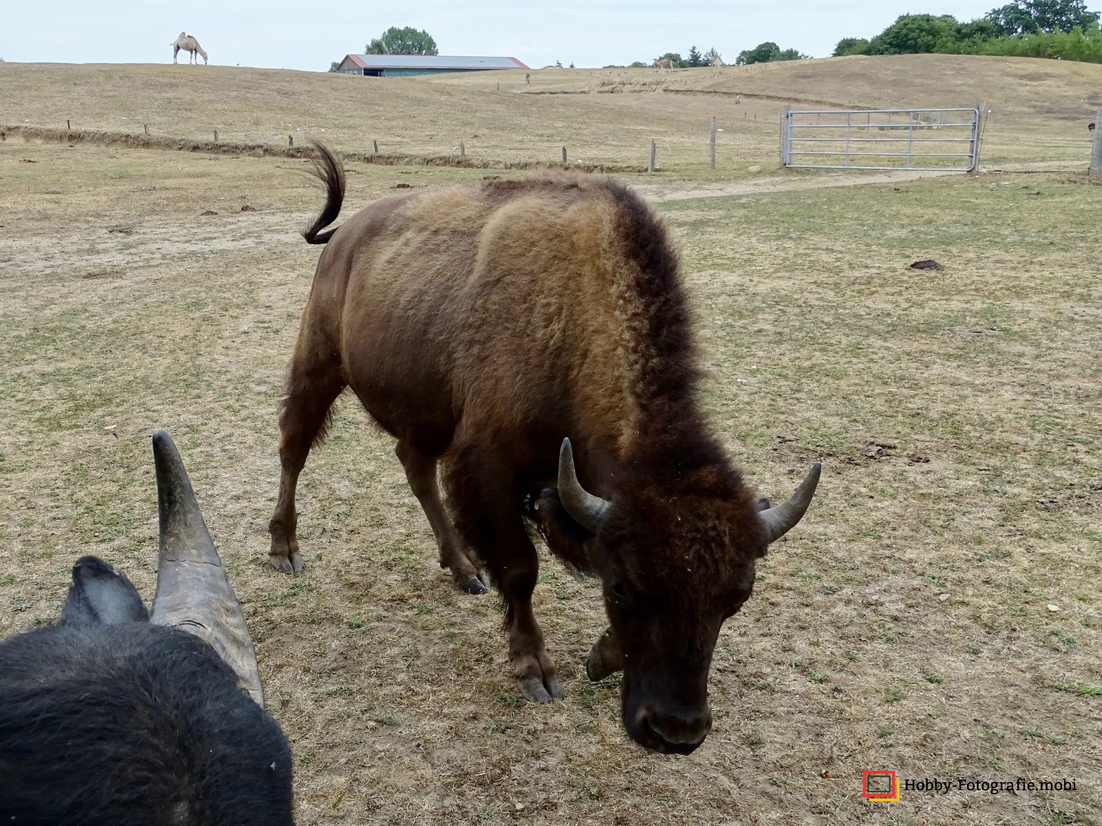 Kamelhof Sternberger Burg
