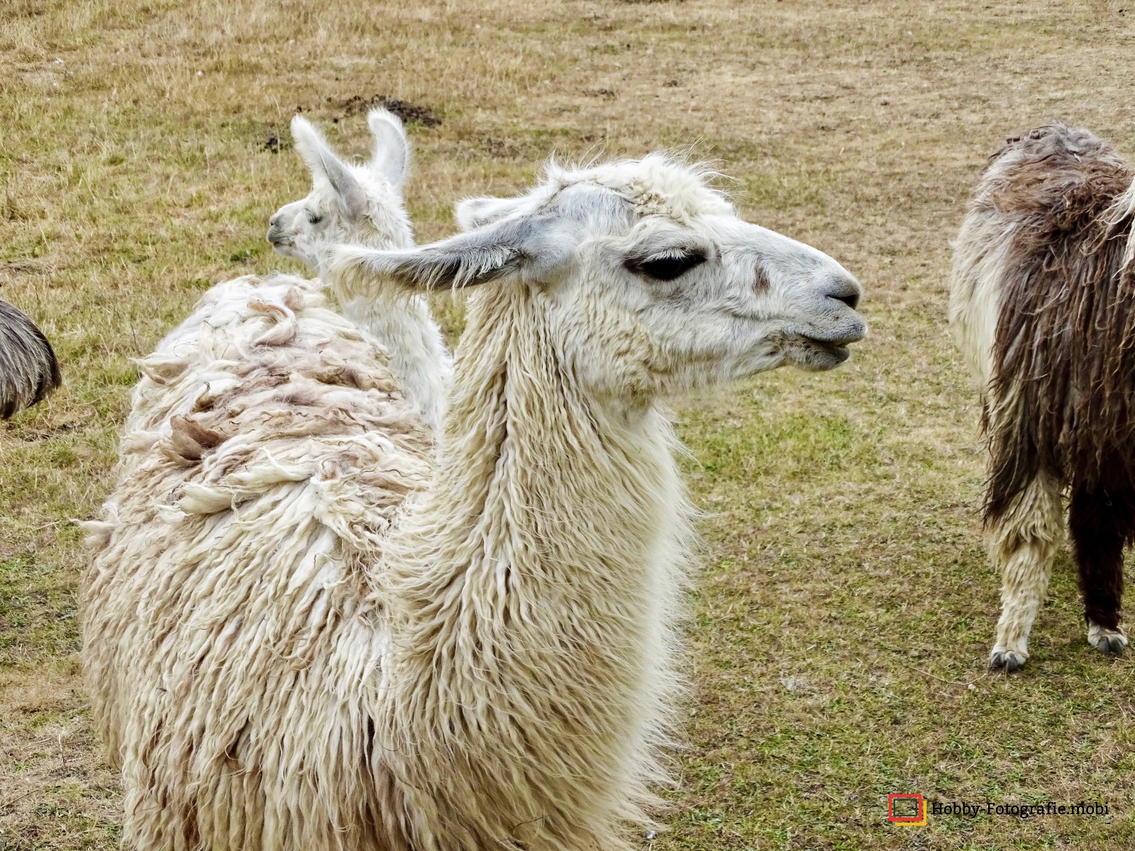 Kamelhof Sternberger Burg