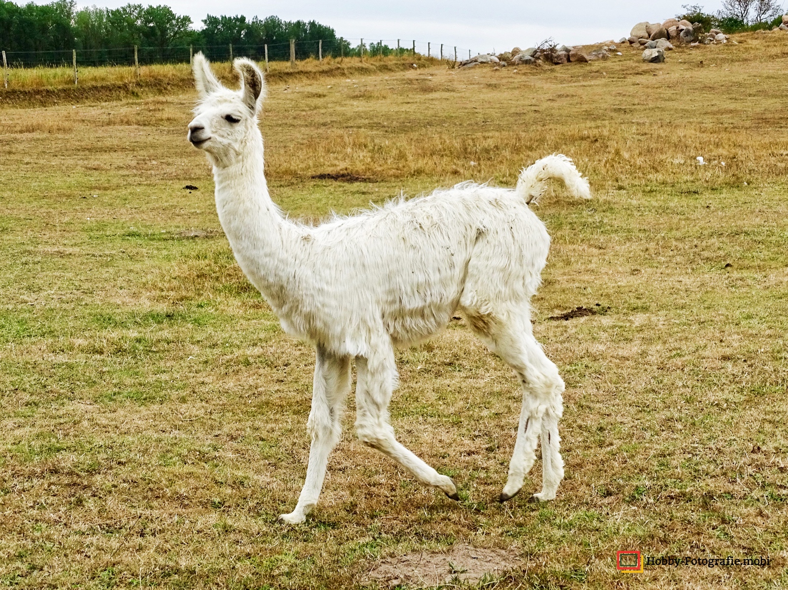 Kamelhof Sternberger Burg