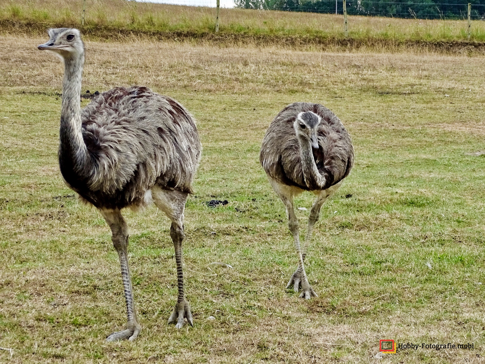 Kamelhof Sternberger Burg