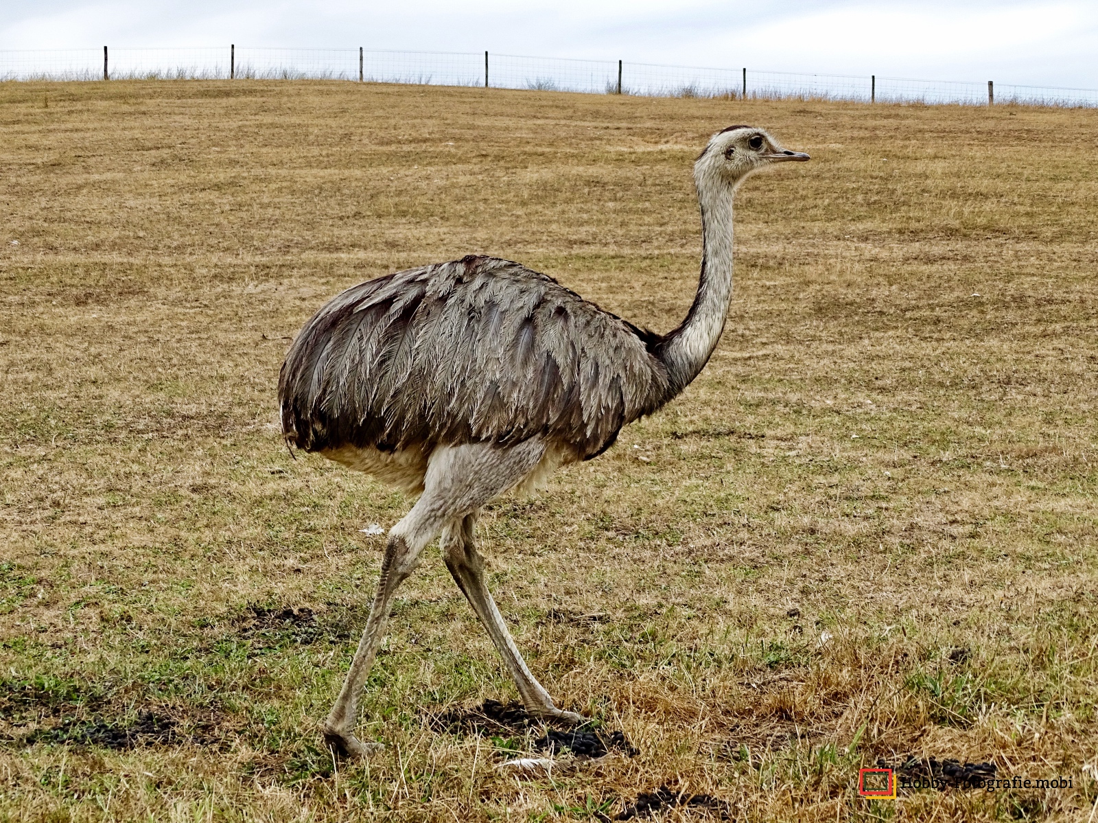 Kamelhof Sternberger Burg