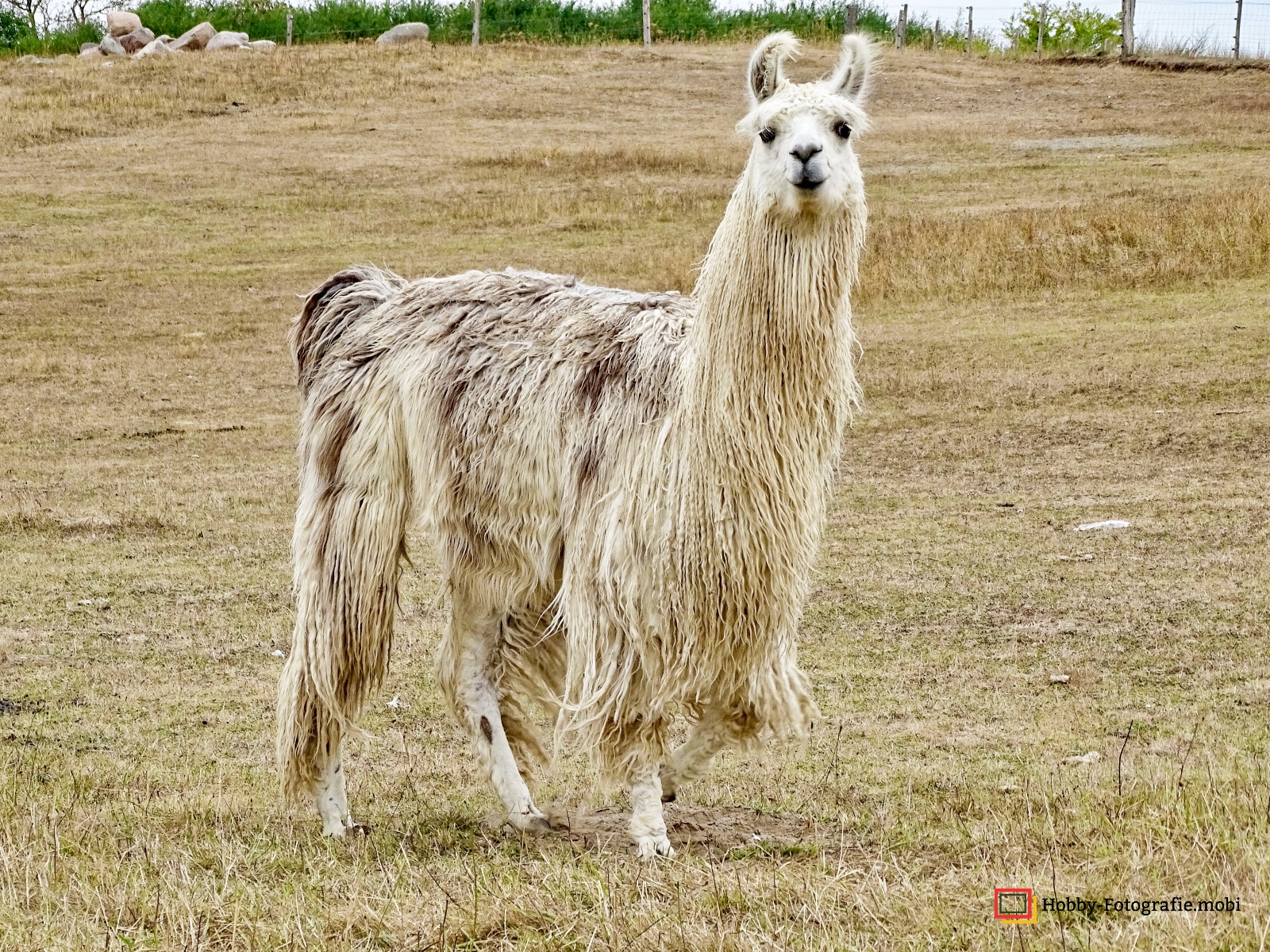 Kamelhof Sternberger Burg