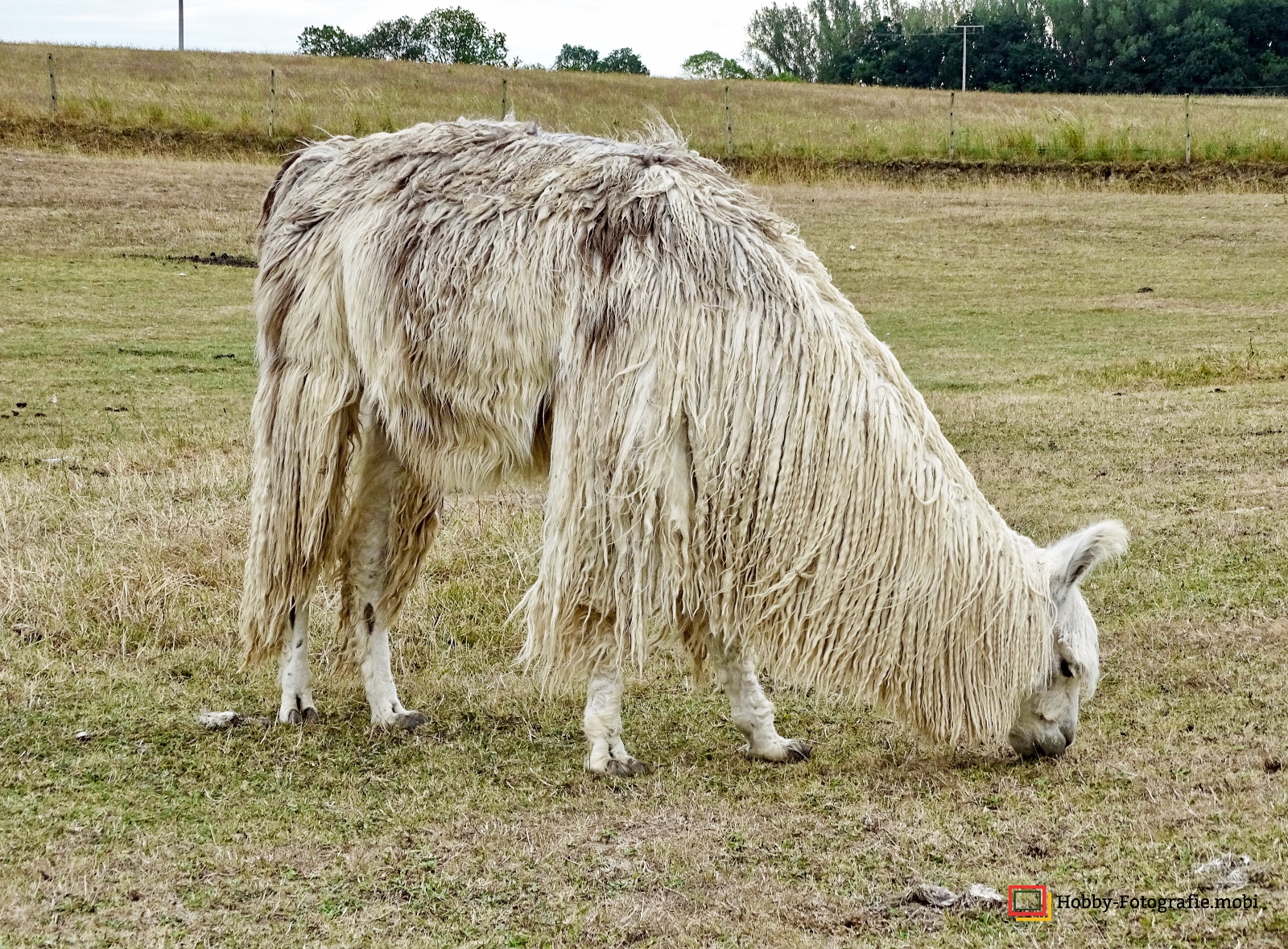 Kamelhof Sternberger Burg