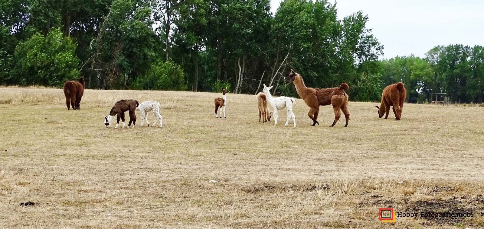 Kamelhof Sternberger Burg