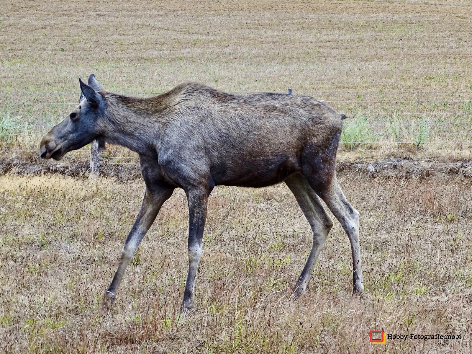 Kamelhof Sternberger Burg