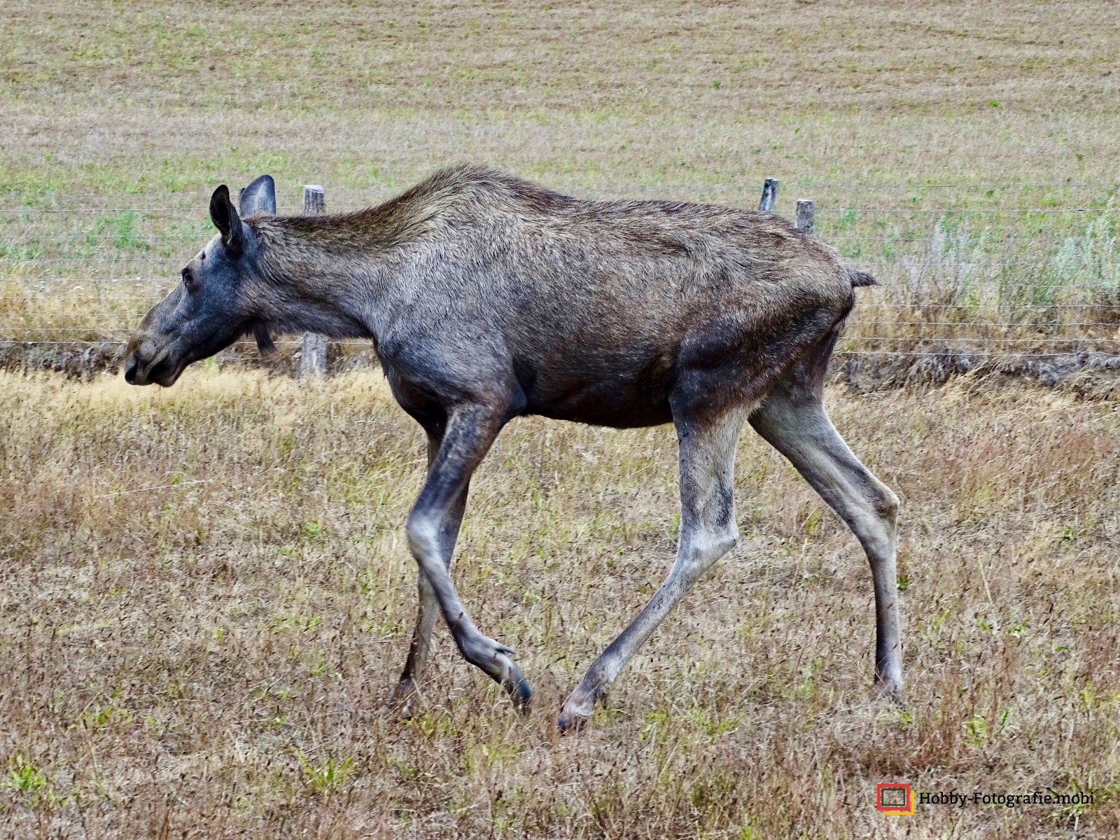 Kamelhof Sternberger Burg