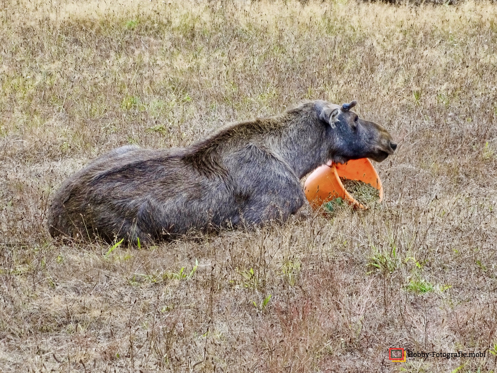 Kamelhof Sternberger Burg