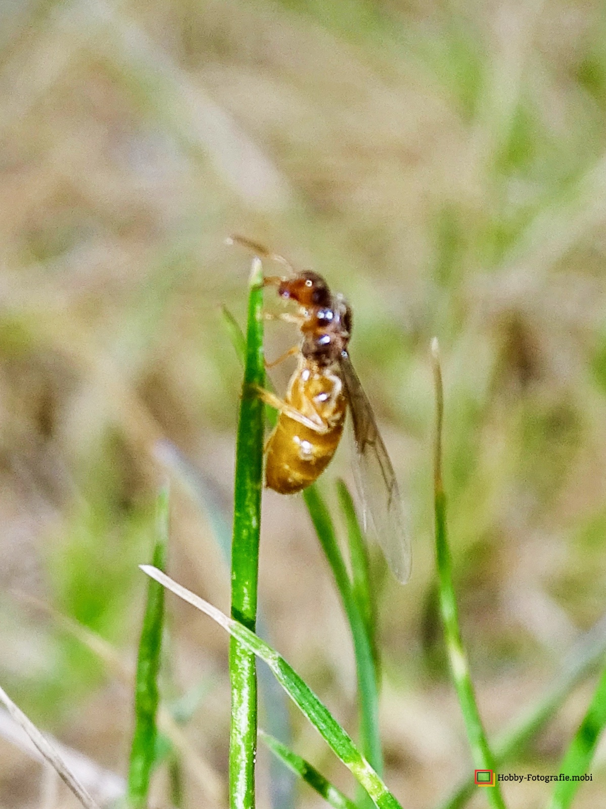 Ameisen in Nahaufnahme 04