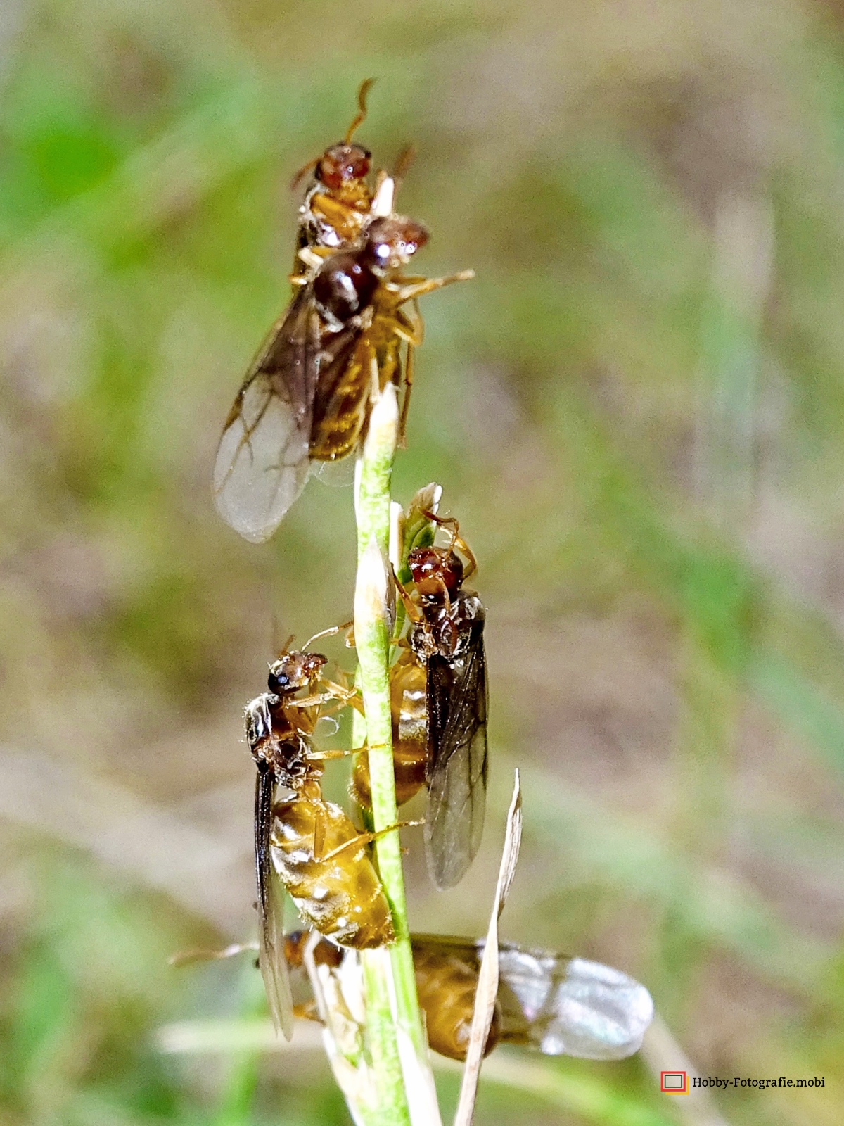 Ameisen in Nahaufnahme 05