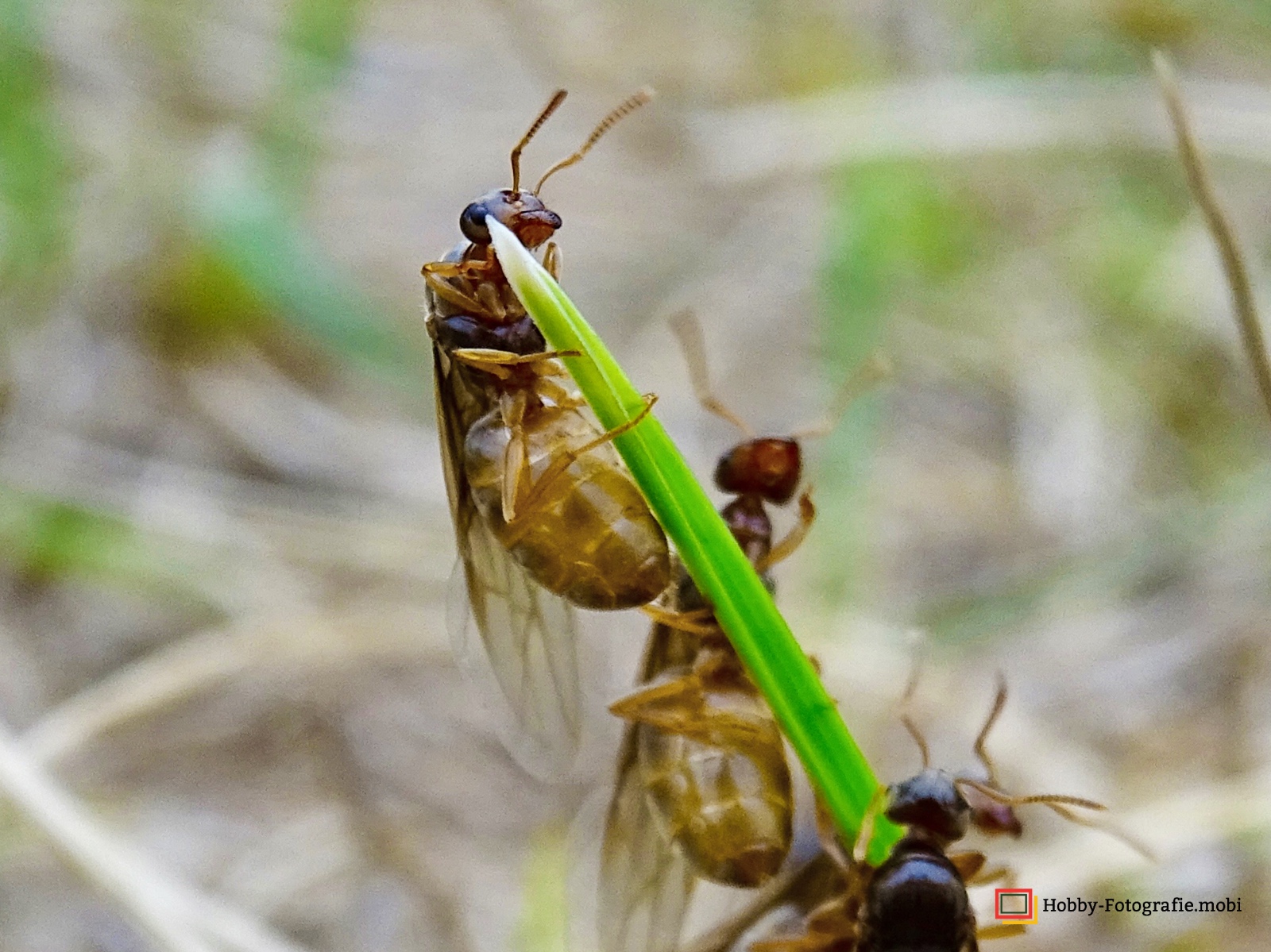 Ameisen in Nahaufnahme 12