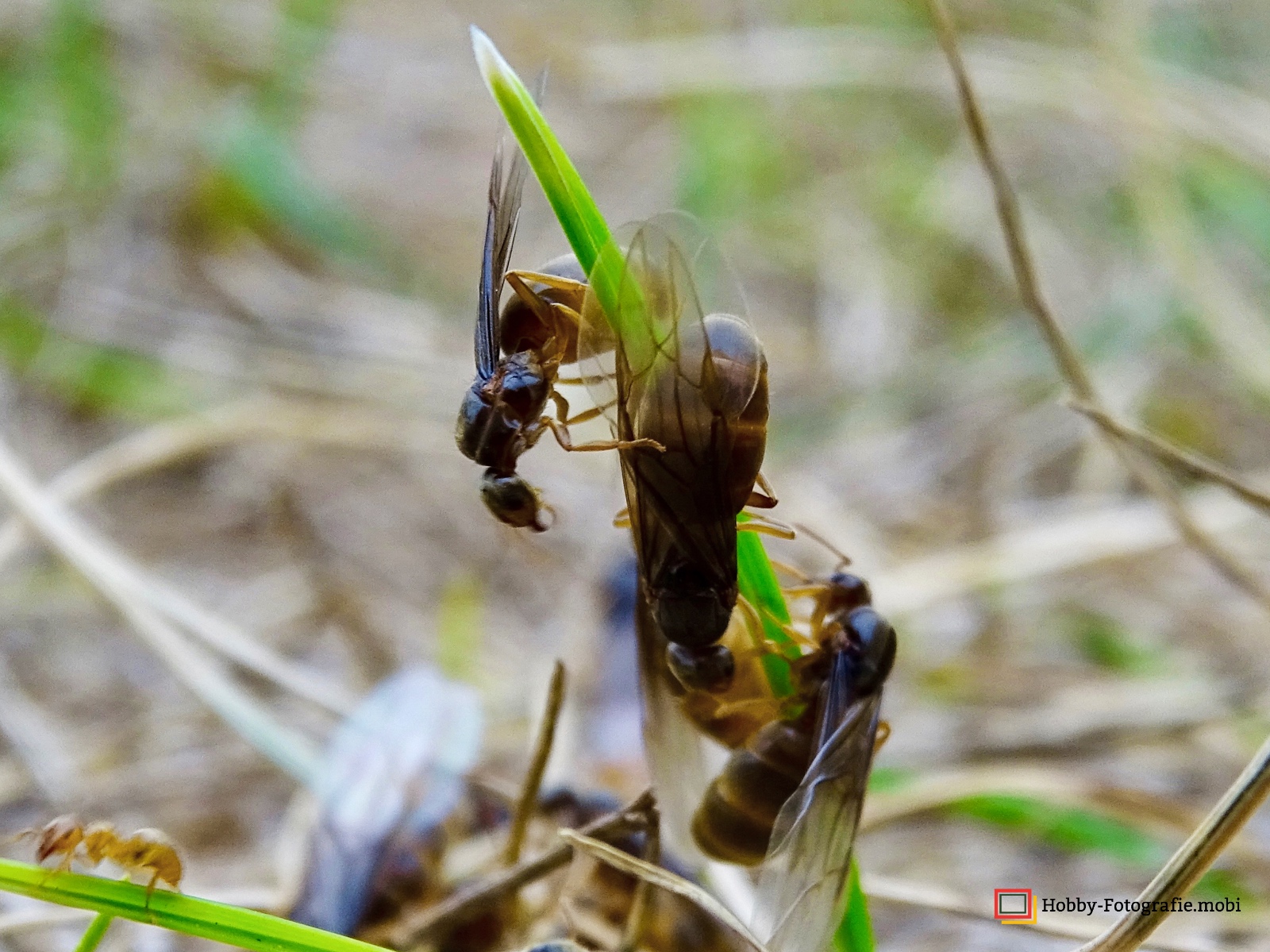 Ameisen in Nahaufnahme 14