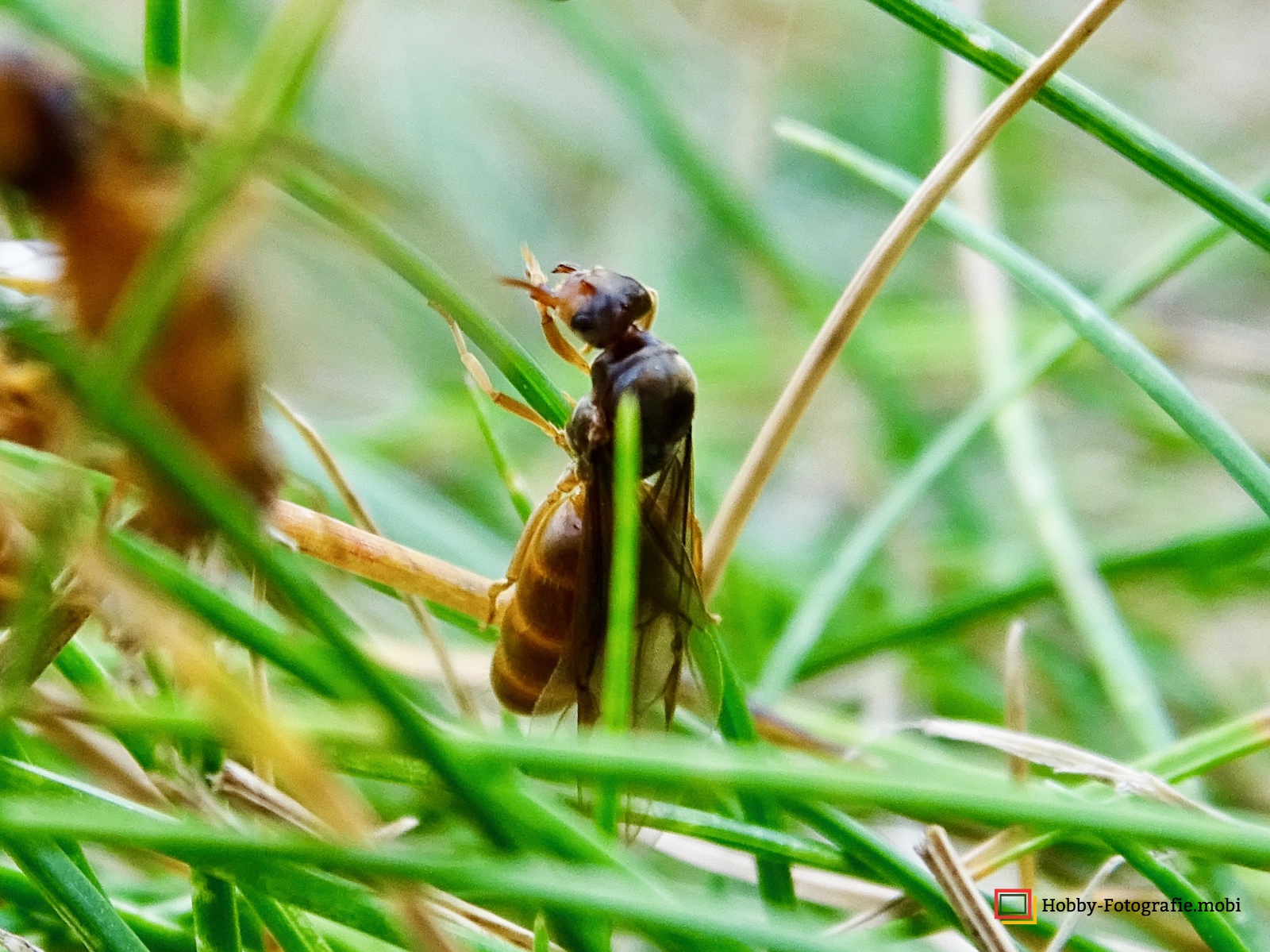 Ameisen in Nahaufnahme 15