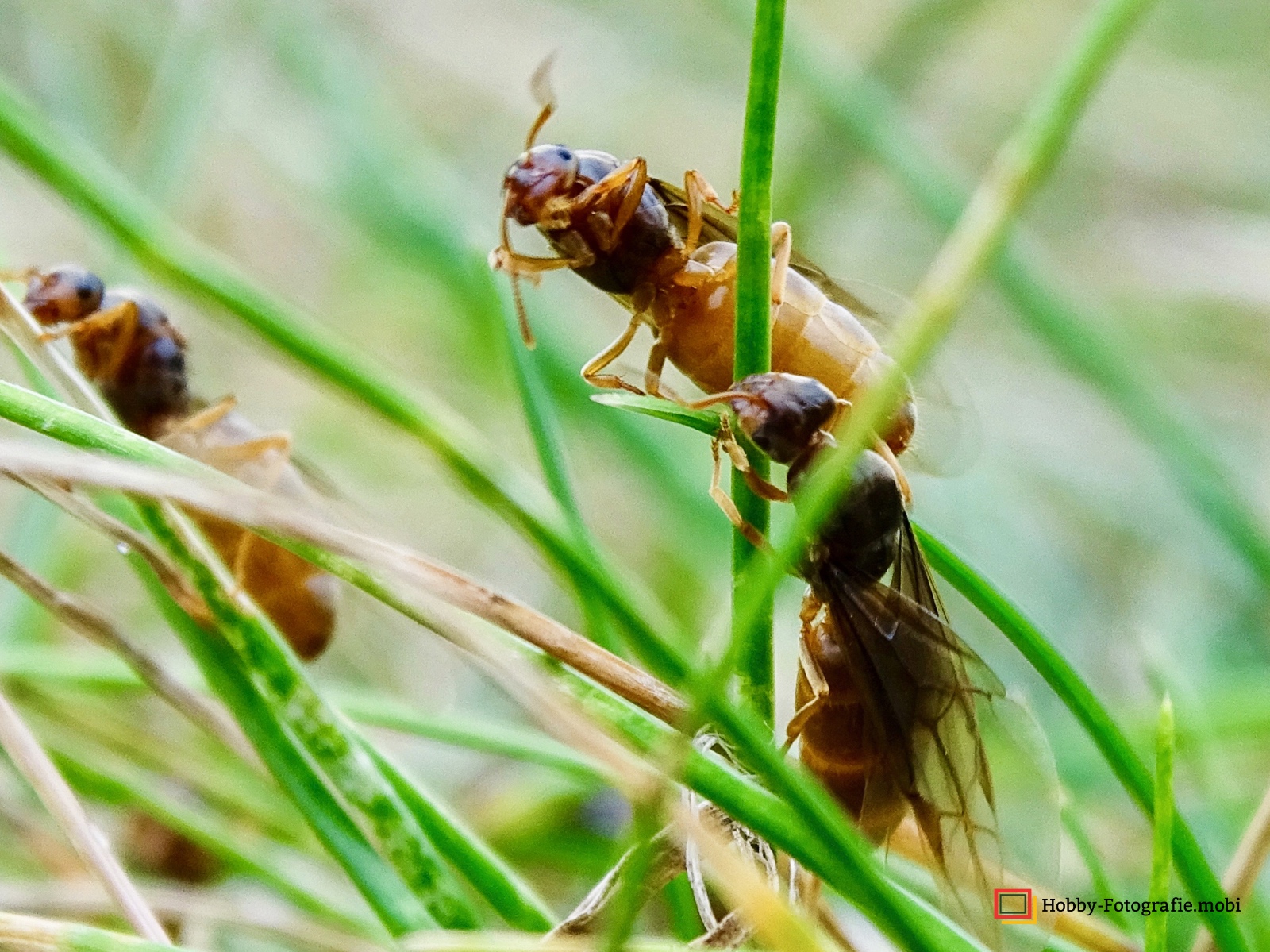 Ameisen in Nahaufnahme 16